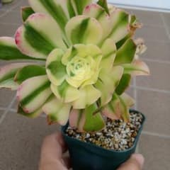 多肉植物 アエオニウム 艶日傘 抜き苗 - メルカリ