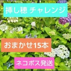 紫陽花挿し穂 15種類 アジサイ挿し芽用剪定枝 期間限定お得なおまかせ