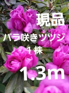 バラ咲きツツジ　珍しい1.3m 1株　大特価 バラ咲きツツジ 珍しい1.3m 1株 大特価 - メルカリ