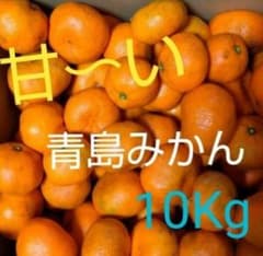 ★本日発送★無農薬★青島みかん 約10Kg 甘いです！のサムネイル