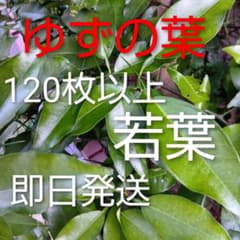 ゆずの葉 柚子の葉 柑橘系の葉 120枚以上 枝付 無農薬 アゲハ蝶餌 即日