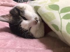 ゆうパケット詰め放題necoちゃん様のサムネイル