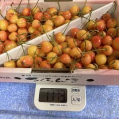 【今年度最終日】山形県産さくらんぼ ナポレオン 加工用のサムネイル