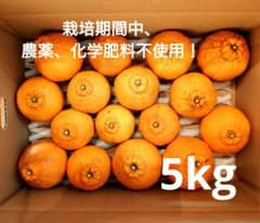 本日限定価格！長崎県産　不知火（デコポン）5kgのサムネイル