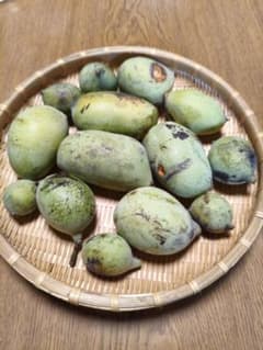 長野県産　ポポー　無農薬　900g - 4