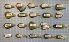 ①多肉植物　葉っぱセットのサムネイル