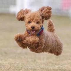 さくちゃんさませんようのサムネイル