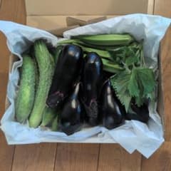 아침 채취 신선한 야채 오이, 가지, 피망, 감자 1일 한정 2세트