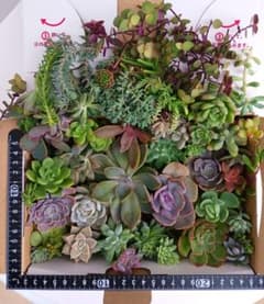 大量ゆうパケットプラスカット苗抜き苗詰め合わせ寄せ植えセット多肉