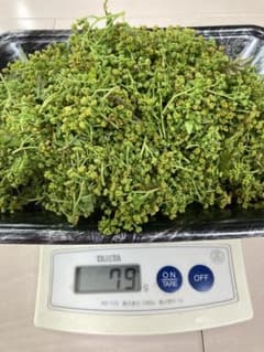 山椒の花蕾／にょろにょろ様専用ですのサムネイル