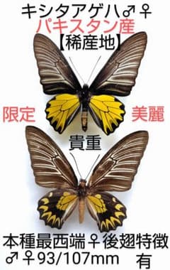【稀産地・消滅産地】キシタアゲハ♂標本★波照間島産 124mm 近年完全消滅地 稀産地】キシタアゲハ♂♀標本☆パキスタン産☆♀後翅特徴有本種最端