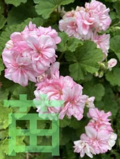 ゼラニウム 薄いピンク色八重咲きの花 挿し木苗 1苗 発根確認苗 - メルカリ