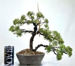 ま*き様 [大❗️サービスオークション❗️盆栽]真柏 年末大サービス] 【オークション】 真柏盆栽♡♪♪♡ - メルカリ