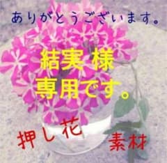 結実様　専用です。　押し花素材のサムネイル