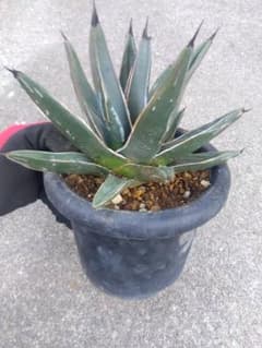 アガベ 笹吹雪 ニッケルシー 20センチ❗子株つき❗ ① - メルカリ