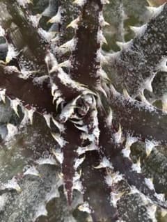 DBディッキア Dyckia Bill Baker hyb #238 ⑵ DBディッキア Dyckia Bill Baker hyb #238 - メルカリ