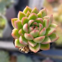 多肉植物　月影の宵×フランクレイネルトのサムネイル
