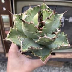 アガベ 姫厳竜抜き苗発送 - メルカリ