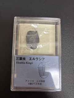 三葉虫 エルラシア 化石 アメリカ ユタ州産 5億5千万年前のサムネイル