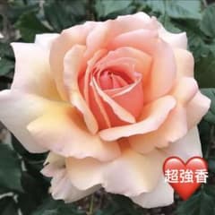 ⭐️必ず購入前コメント下さい 四季咲きバラ苗 中輪〜大輪 