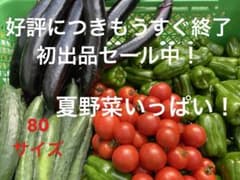 採れたて新鮮 夏野菜セット 詰め合わせのサムネイル