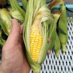 特価　訳あり　とうもろこし　3kgのサムネイル