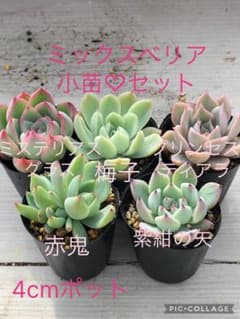 多肉植物 ミックスベリア♡小苗セット 多肉植物 ミックスベリア♡小苗セット - メルカリ