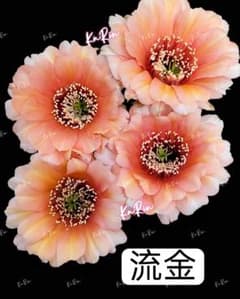 m*9様 29-魔法　新品種　花サボテン　エキノプシス属　カキコ 54-流金 新品種花サボテン エキノプシス属 群開花 複色咲 カキコ