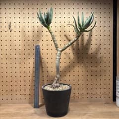 アロエ ラモシシマ 塊根植物 コーデックス アロエ ラモシシマ 塊根植物 コーデックス - メルカリ
