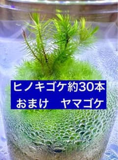 ⑤卓上ミニ盆栽に　ヒノキゴケ 約30本 山ゴケ少量おまけ(写真あり)　第4種郵便のサムネイル
