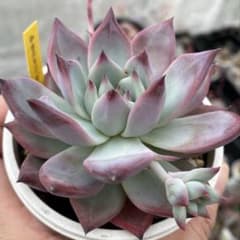や*に様 【極上苗】中里リンゼアナ 多肉植物 エケベリア 自家繁殖苗 多肉植物 中里リンゼアナ自家受粉種子⑧ - メルカリ