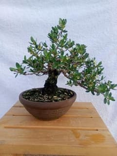ミズガンピ 盆栽 鉢植え 観葉植物 ミズガンピ 盆栽 鉢植え 観葉植物 | Mercari