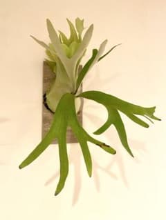 壁掛けビカクシダ ペガサス 観葉植物 約30cmのサムネイル