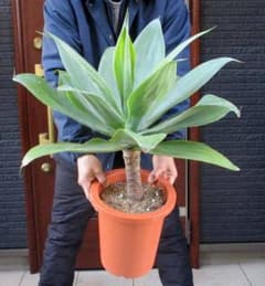 現品】アガベ・アテナータ 8号鉢 P5番 - メルカリ