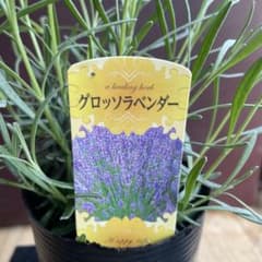 ラベンダー苗♡グロッソ 四季咲き 蕾付き 充実株 ポットごと - メルカリ