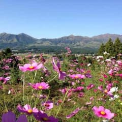 みく様専用のサムネイル