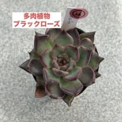 多肉植物 ブラックローズ 韓国苗 抜き苗 26 - メルカリ
