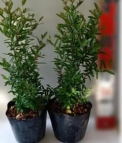 ザクロの苗木 2本セット 農薬不使用 匿名発送 - メルカリ