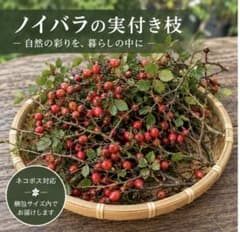 ノイバラ　野原の実　棘処理済み　ネコポスいっぱい　即日発送のサムネイル