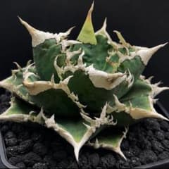 lize産　大白鯊 ホオジロザメ　021 アガベチタノタ アガベ チタノタ ホオジロザメ 大白鯊 子株lize産 未発根 - メルカリ