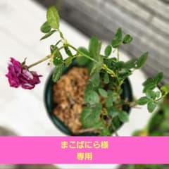 薔薇の挿し木苗のサムネイル