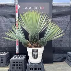 【AL1261】ユッカ　ロストラータ AL1261】ユッカ ロストラータ - メルカリ