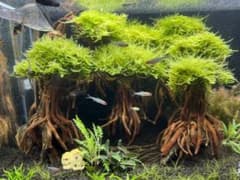 南米ウィローモス付き　盆栽流木のサムネイル