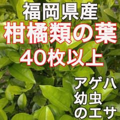 【柑橘類の葉40枚以上】アゲハチョウ　幼虫のえさ　栽培期間中農薬不使用のサムネイル