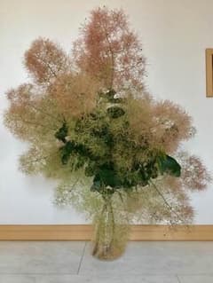 スモークツリーのサムネイル