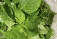 えごまの葉　訳あり混じりです　300g　エゴマの葉のサムネイル