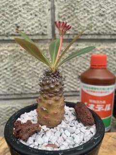 ユーフォルビア　パキポディオイデス　実生のサムネイル