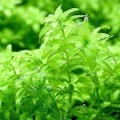 パールグラス 5センチ　30本　おまけ10本のサムネイル