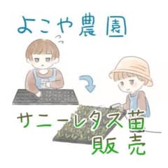 サニーレタス苗のサムネイル