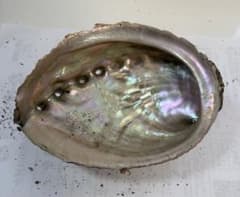 あわび　貝殻　約18×13㎝のサムネイル